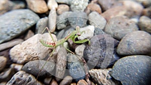 The praying mantis falls on the gravel