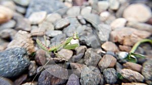The praying mantis falls on the gravel