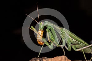 Praying mantis feeding