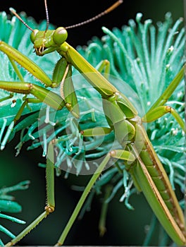 praying mantis female