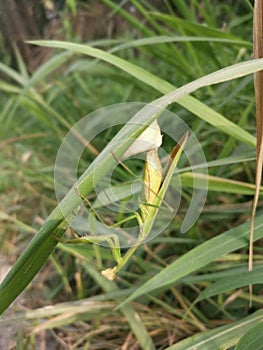 Praying mantis female laying egg sacs on the blade of grass