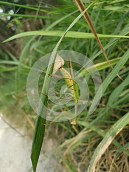 Praying mantis female laying egg sacs on the blade of grass