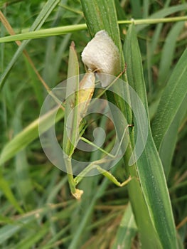 Praying mantis female laying egg sacs on the blade of grass