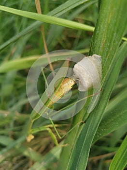 Praying mantis female laying egg sacs on the blade of grass