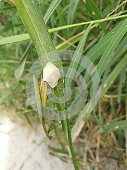 Praying mantis female laying egg sacs on the blade of grass