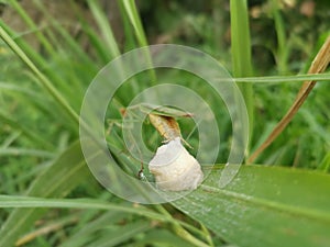 Praying mantis female laying egg sacs on the blade of grass