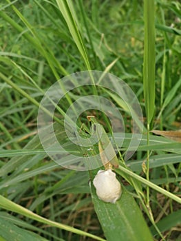 Praying mantis female laying egg sacs on the blade of grass