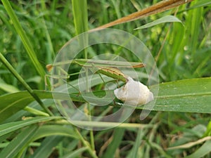 Praying mantis female laying egg sacs on the blade of grass