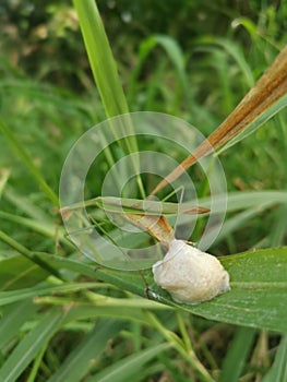 Praying mantis female laying egg sacs on the blade of grass