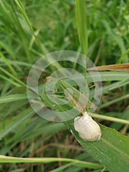 Praying mantis female laying egg sacs on the blade of grass