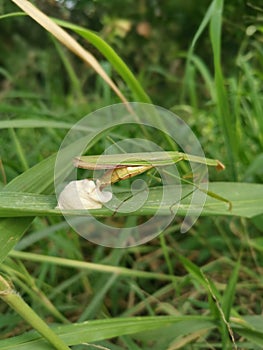 Praying mantis female laying egg sacs on the blade of grass