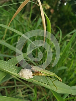 Praying mantis female laying egg sacs on the blade of grass