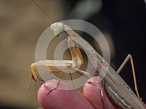 Praying mantis on a finger