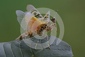 A praying mantis is flapping its wings.
