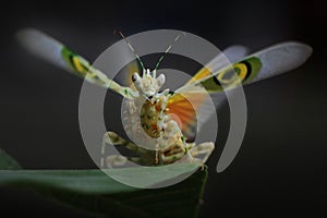 A praying mantis is flapping its wings.