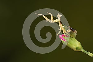 praying mantis on a flower bud