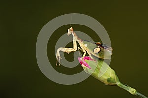 praying mantis on a flower bud