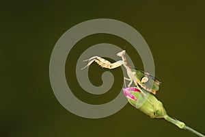 praying mantis on a flower bud