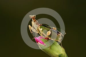 praying mantis on a flower bud