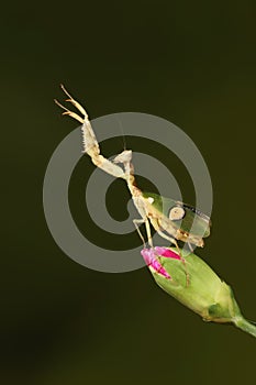 praying mantis on a flower bud