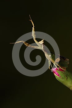 praying mantis on a flower bud