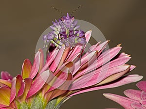 Praying Mantis on flower