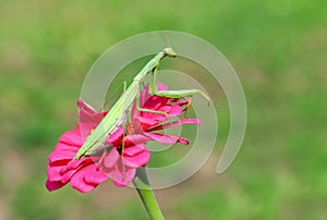 Praying mantis on a flower