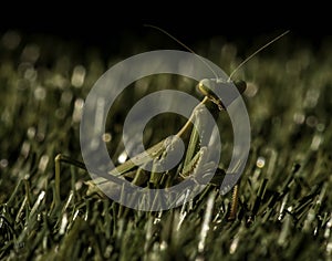 Praying mantis among the grass