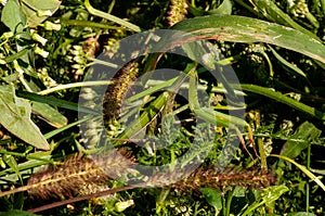 praying mantis in green grass