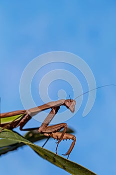 Praying Mantis on green leaf with blue background macro closeup