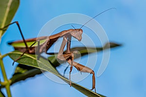 Praying Mantis on green leaf with blue background macro closeup