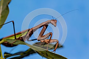 Praying Mantis on green leaf with blue background macro closeup