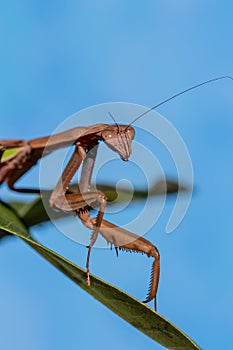 Praying Mantis on green leaf with blue background macro closeup