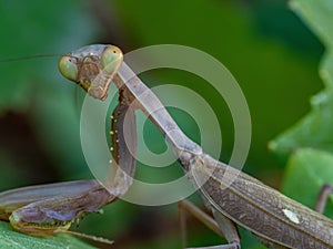 praying mantis on green leaf closeup macro