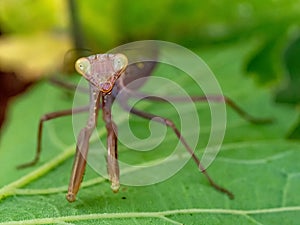 praying mantis on green leaf closeup macro
