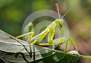 Praying mantis on green leaf