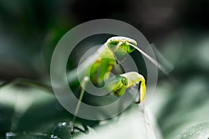 Praying mantis on green leaf