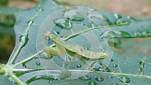 Praying mantis on green leaves after it rains