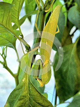 Praying mantis on green plant upside-down