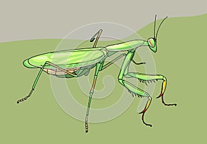 Praying mantis, hand drawn illustration