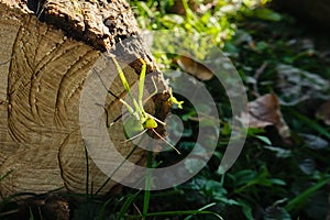 Praying mantis hanging inverted on cut log