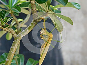 Praying Mantis Hanging on a Small Tree