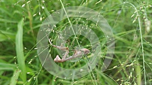 praying mantis hanging on the twig of the cogongrass.