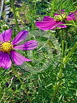 Praying Mantis Hiding by a Cosmo Flower