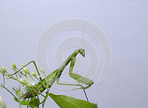 Praying mantis