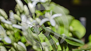 Praying mantis