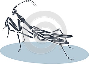 Praying mantis, illustration