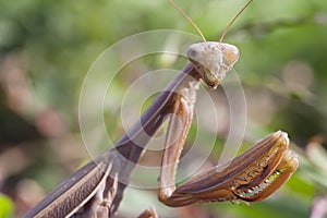 Praying Mantis insect