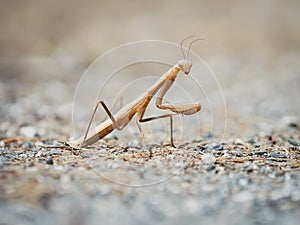 Praying Mantis insect
