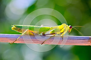 Praying mantis insect closeup macro
